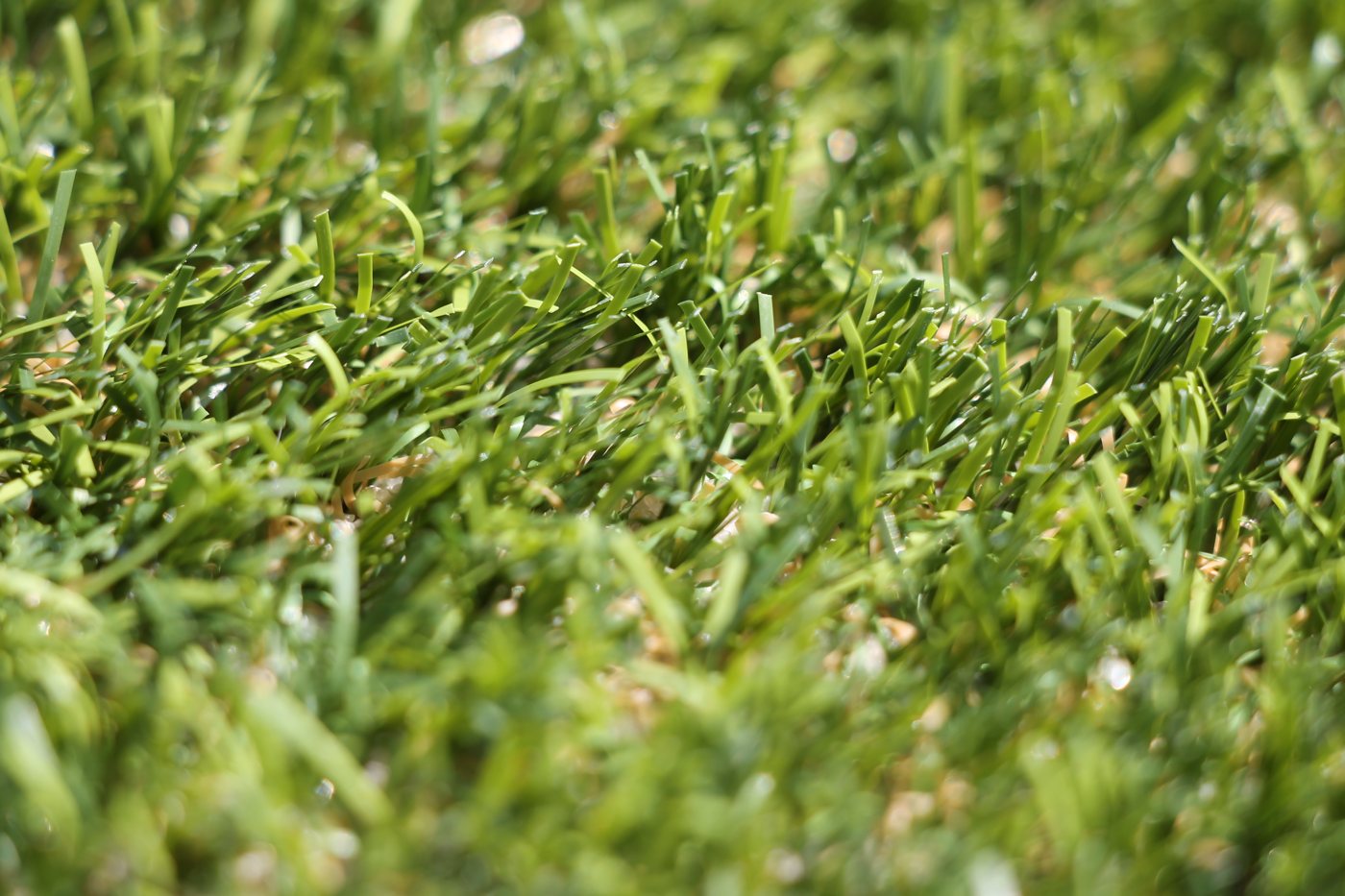 A close view of dense green turf blades filling the frame.