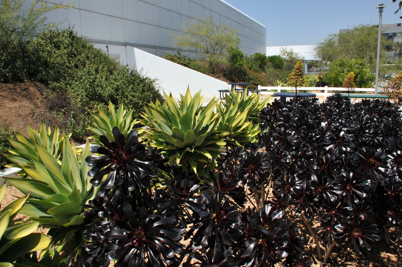 A planted bed of dense rosette succulents in green and deep burgundy runs along a white commercial building.